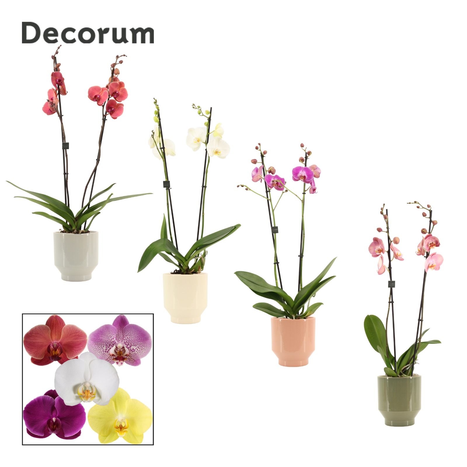 Phalaenopsis 2 tak 16+ mix in Pato (Deco-collection), D 12