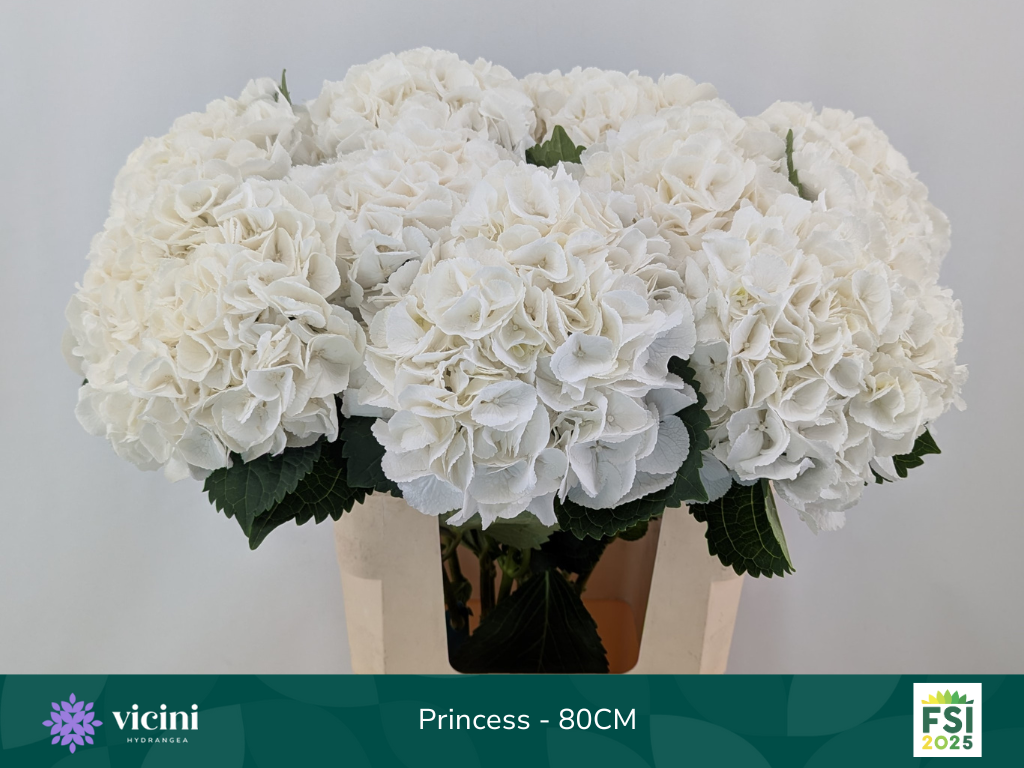 Гортензия Роял Принцесс 80, шт.