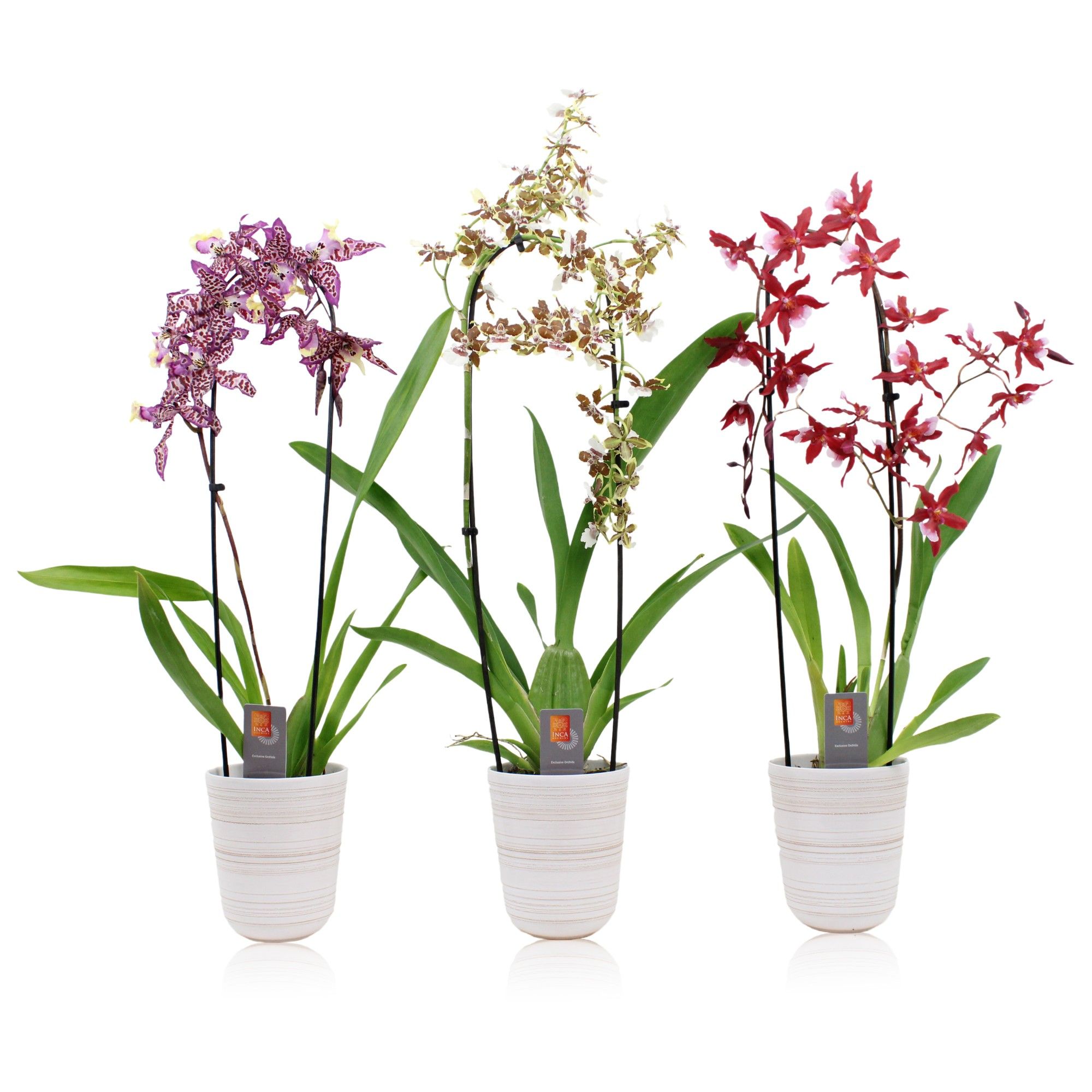 Inca Cambria cascade mix in kraspot wit, D 12