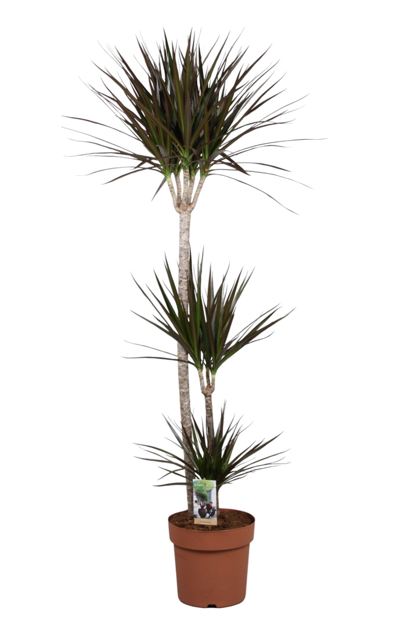 Dracaena Magenta 90-45-15, D 24