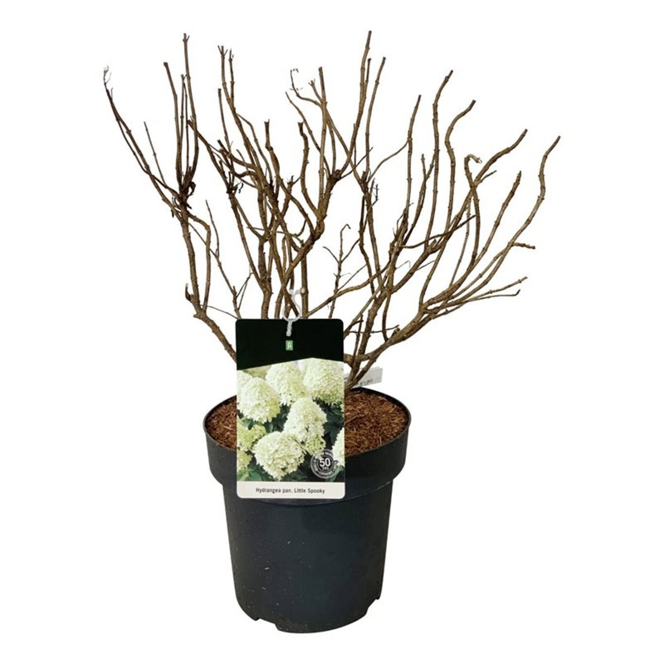 Hydrangea pan. 'Little Spooky' ®, D 32