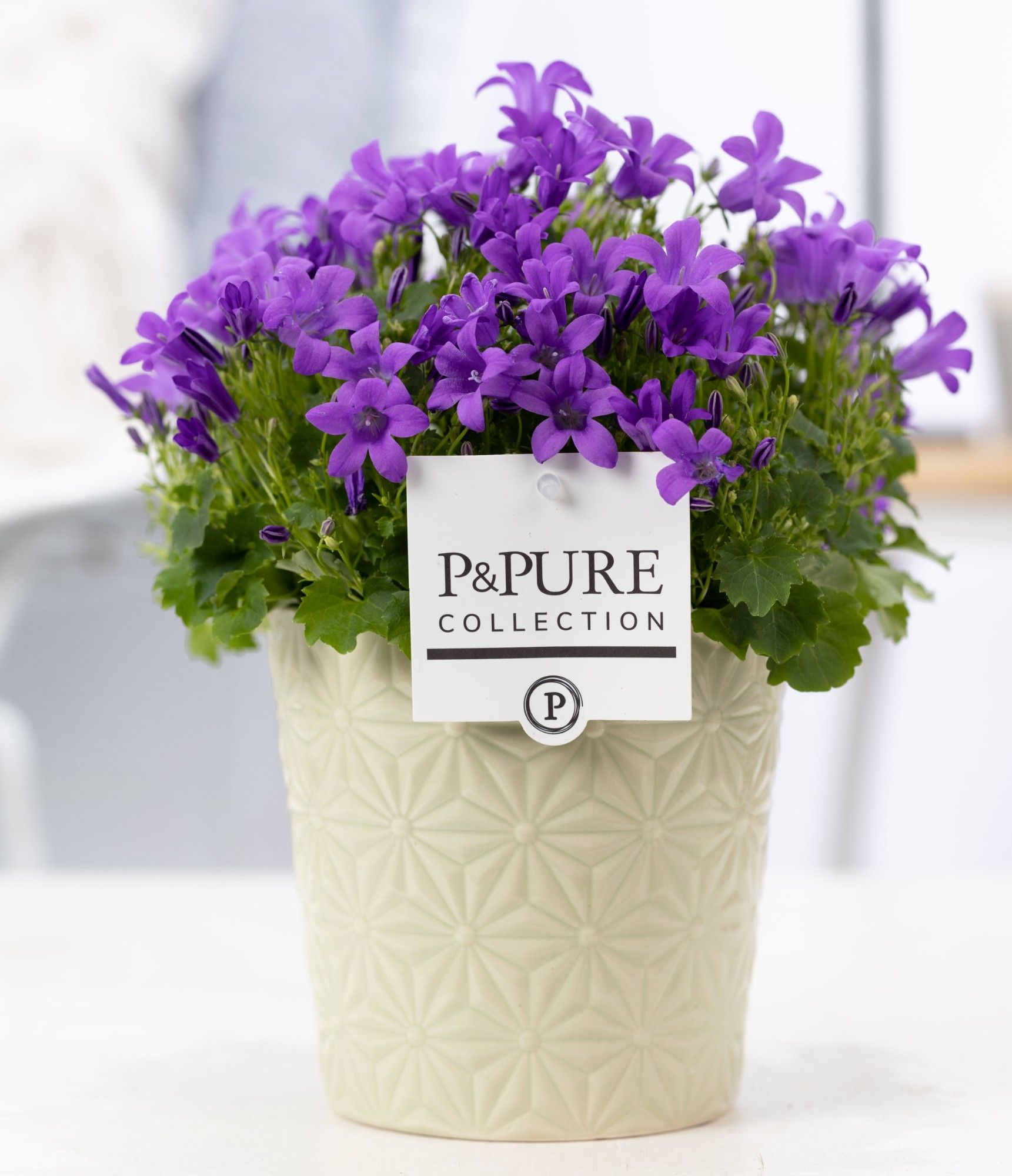 Campanula "Porto LL" Pure Juliette, D 13