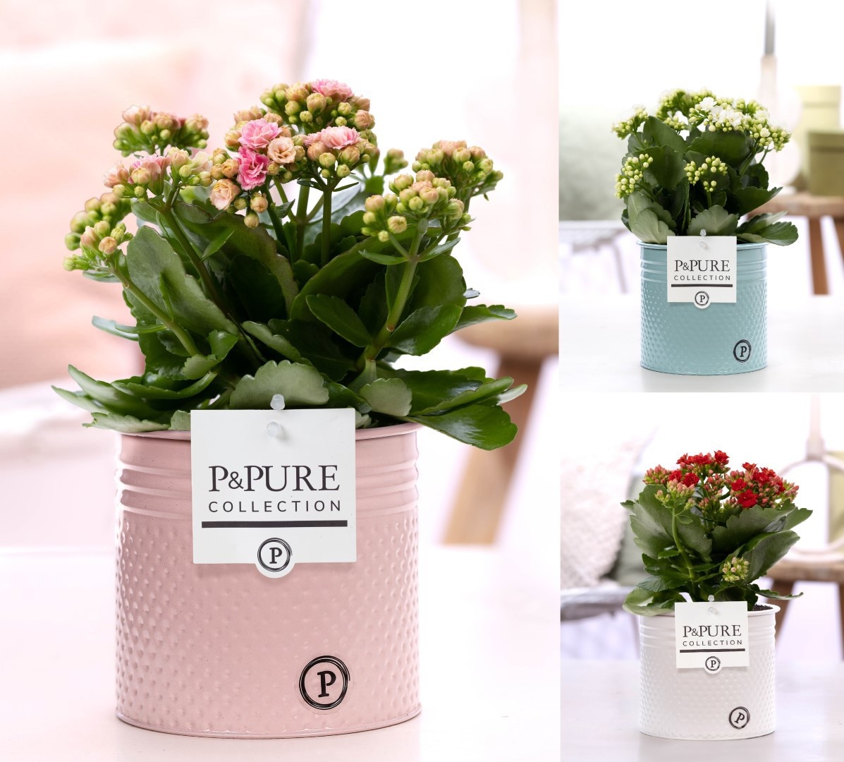 Kalanchoe mix in P&PURE zinc pot Louise 4 ass., D 12