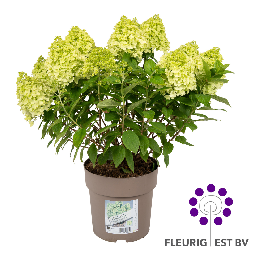 Hydrangea Paniculata Pandora P23, D 23