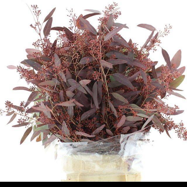 Эвкалипт Палиантемос Крашеный (с ягодами) за пучок (краш. ) 70, пуч.