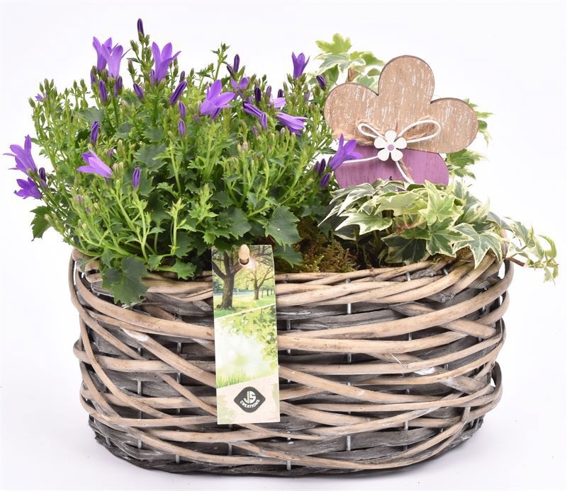 Wilg mand ovaal girjs 22x13cm, D 22