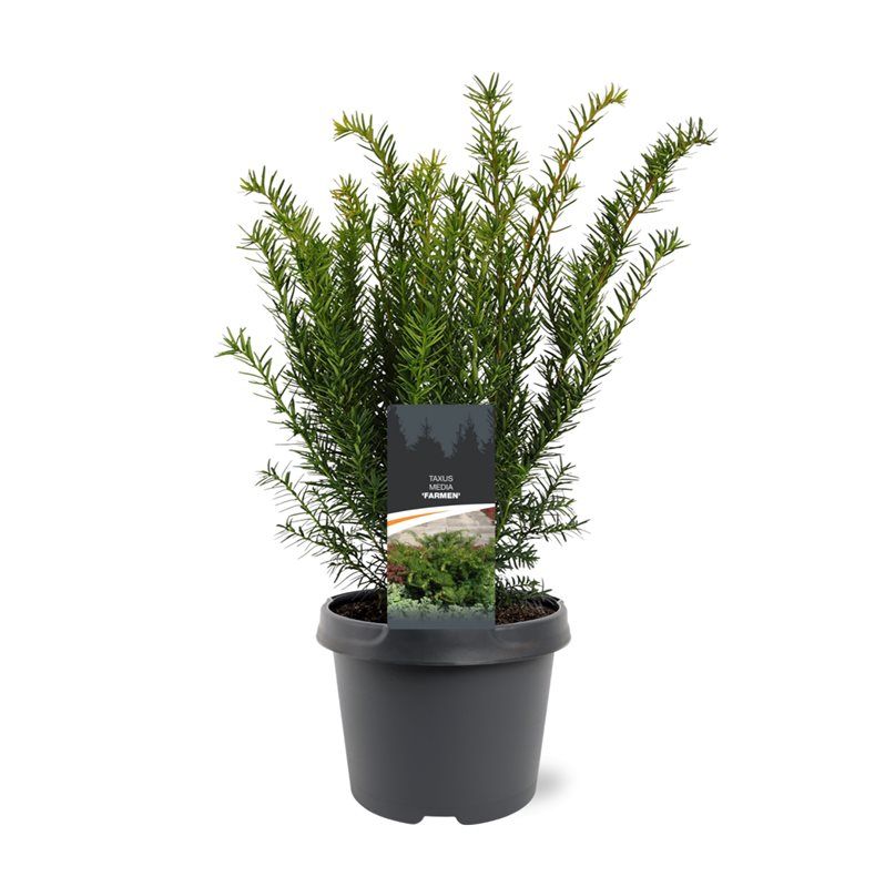 Taxus media 'Farmen', D 19
