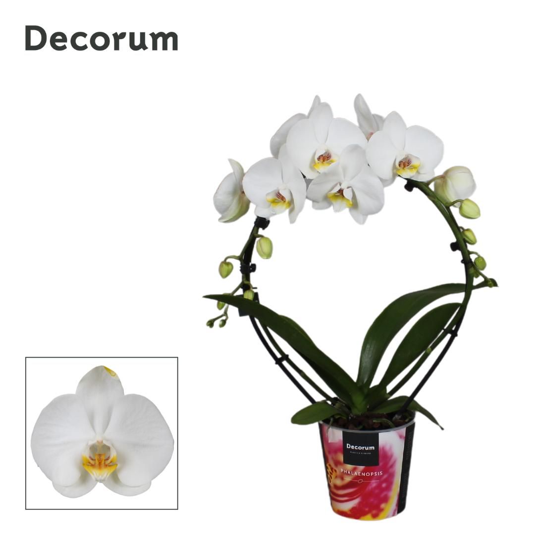 Phalaenopsis 2 tak, Decorum Spiegelboog Wit, D 12 cm