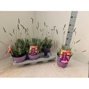 713 ET : Pot 17 cm Lavendel Stoecha Hybrida Goodwin, D 17 cm 713 ET : Pot 17 cm Lavendel Stoecha Hybrida Goodwin, D 17 cm