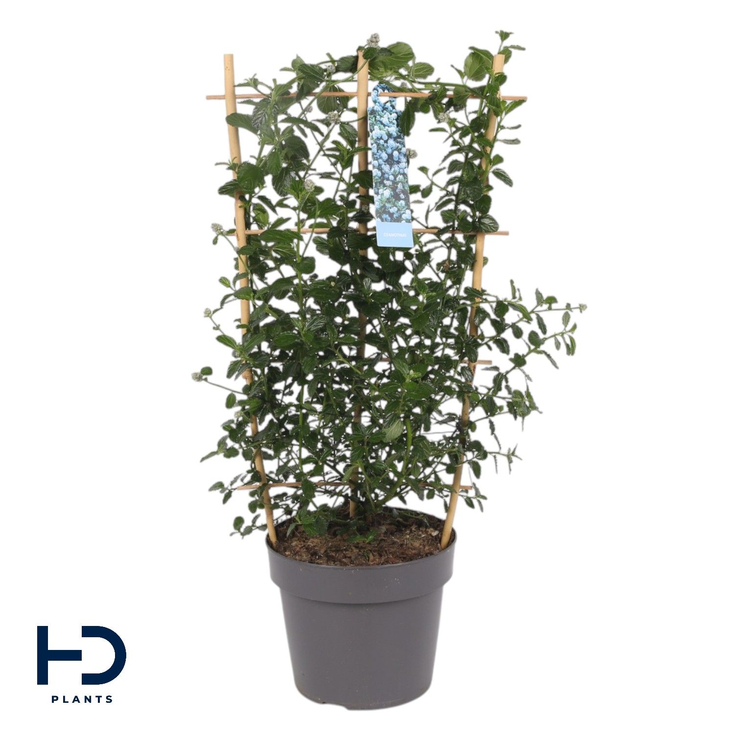 Ceanothus 17cm Repens rek, D 17
