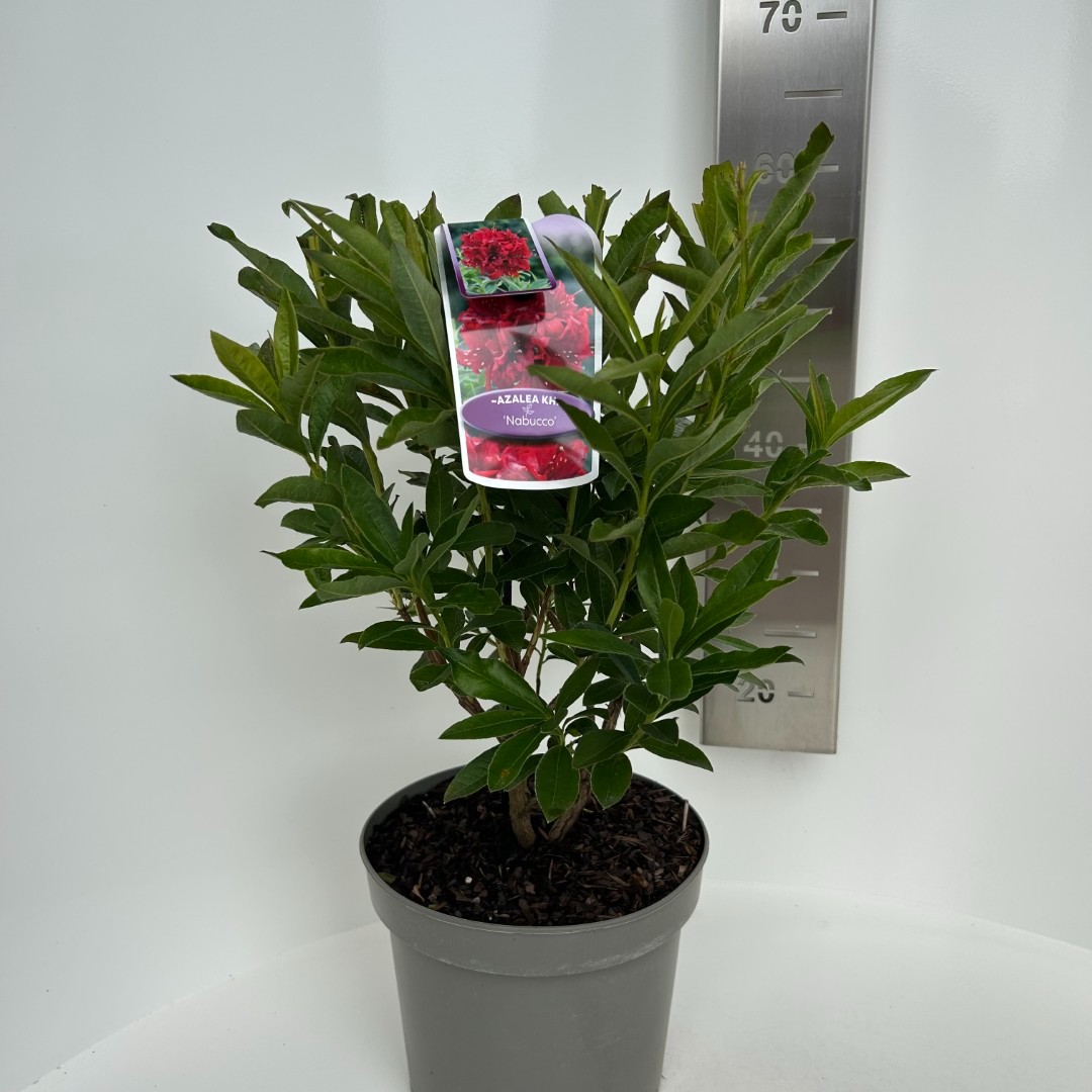 Azalea knaphill Nabucco, D 23 cm