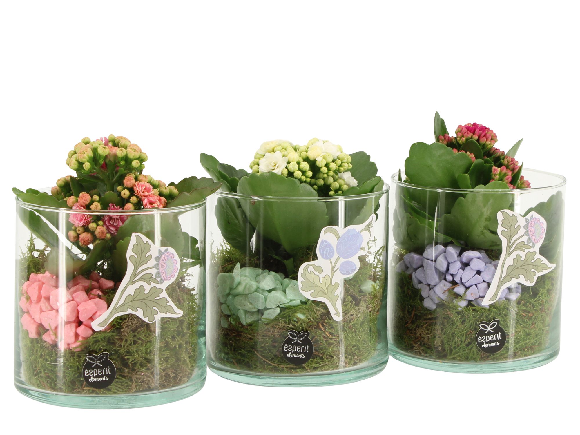 21935: Contradiction arrangement, D 12