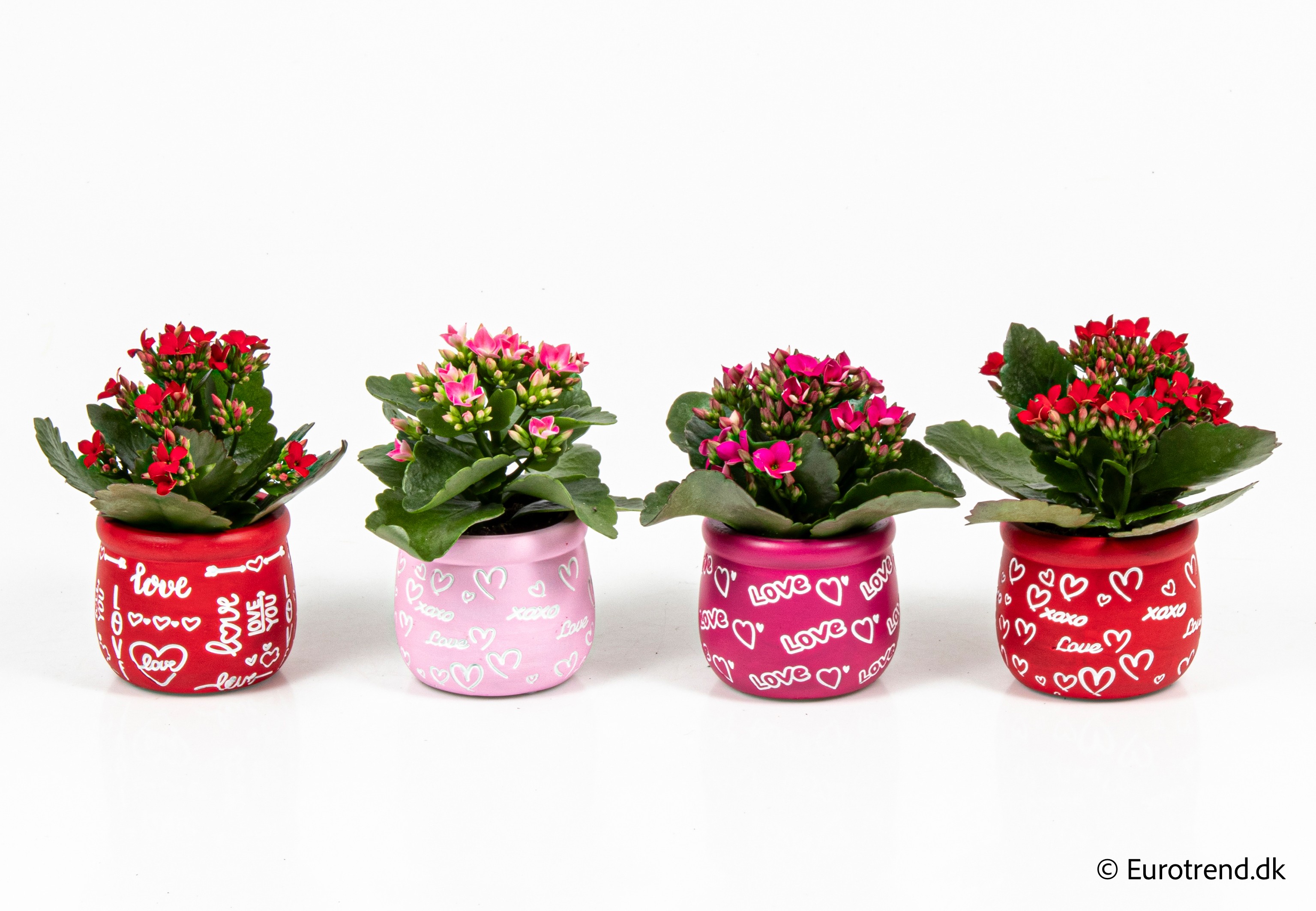 Kalanchoe in Valentine ceramic 2026, D 6