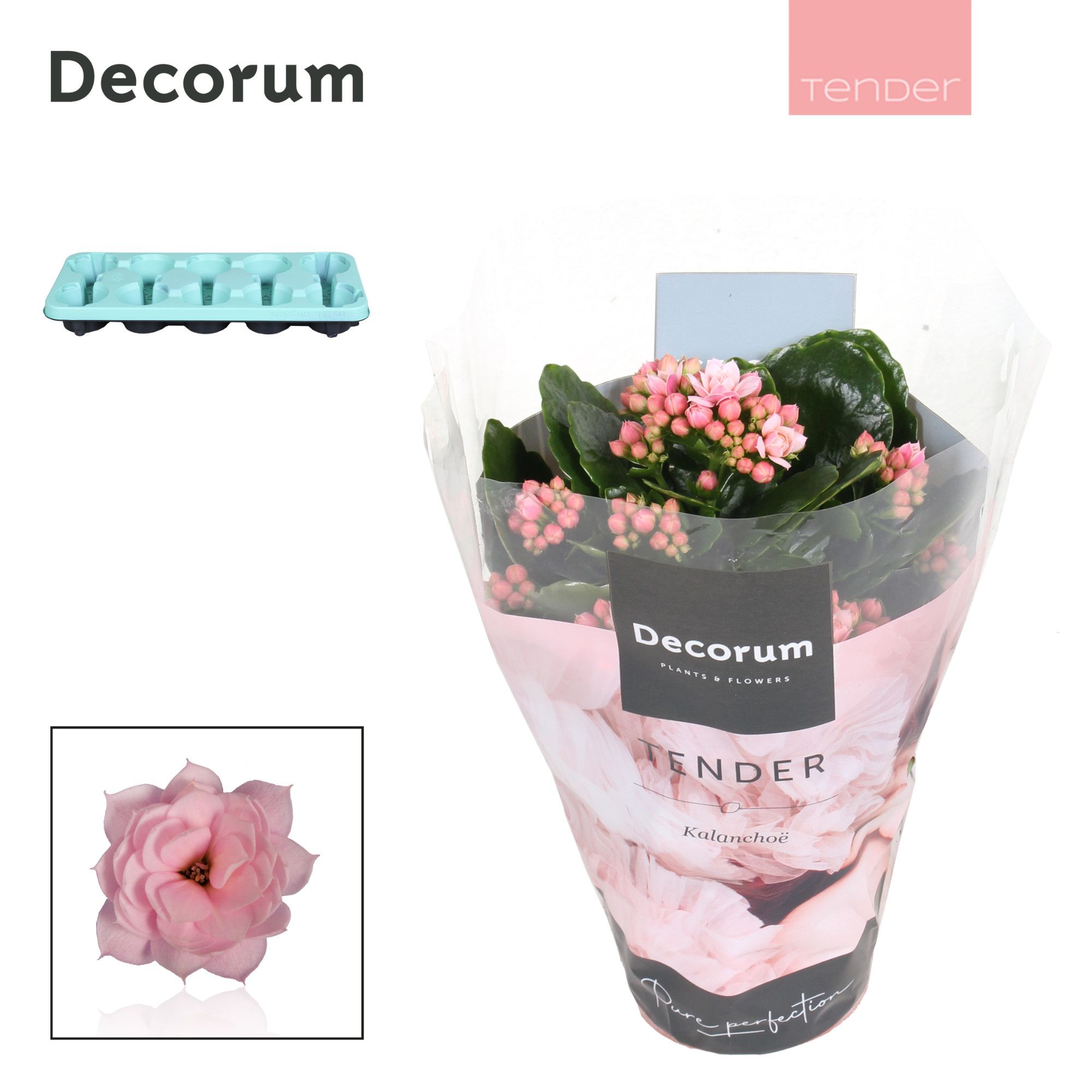 Kalanchoe Decorum TENDER - Serenity Soft Pink, D 10,5 cm Kalanchoe Decorum TENDER - Serenity Soft Pink, D 10,5 cm