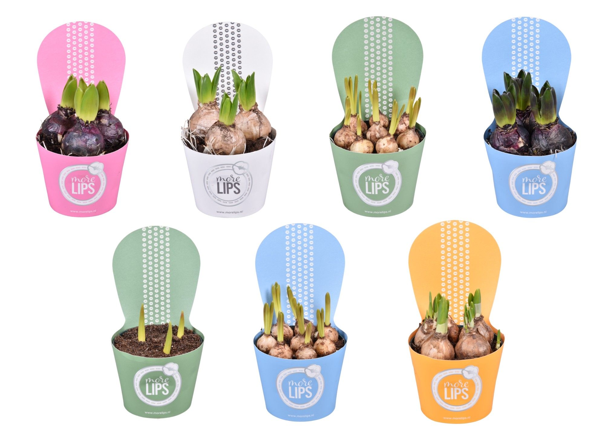 MoreLIPS® Bolbloemen gemengd in luxe potcover, D 10,5