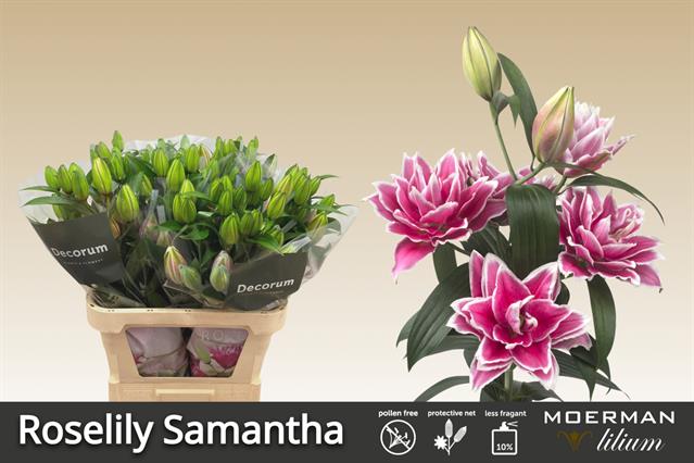 Лилия дв. Роузлили Саманта 75 (розово-бел.), шт.