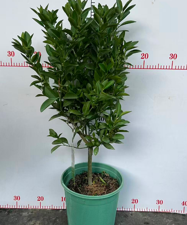 Лимон 2 галлонс оф премиум Хаинан кей лимес 21 75