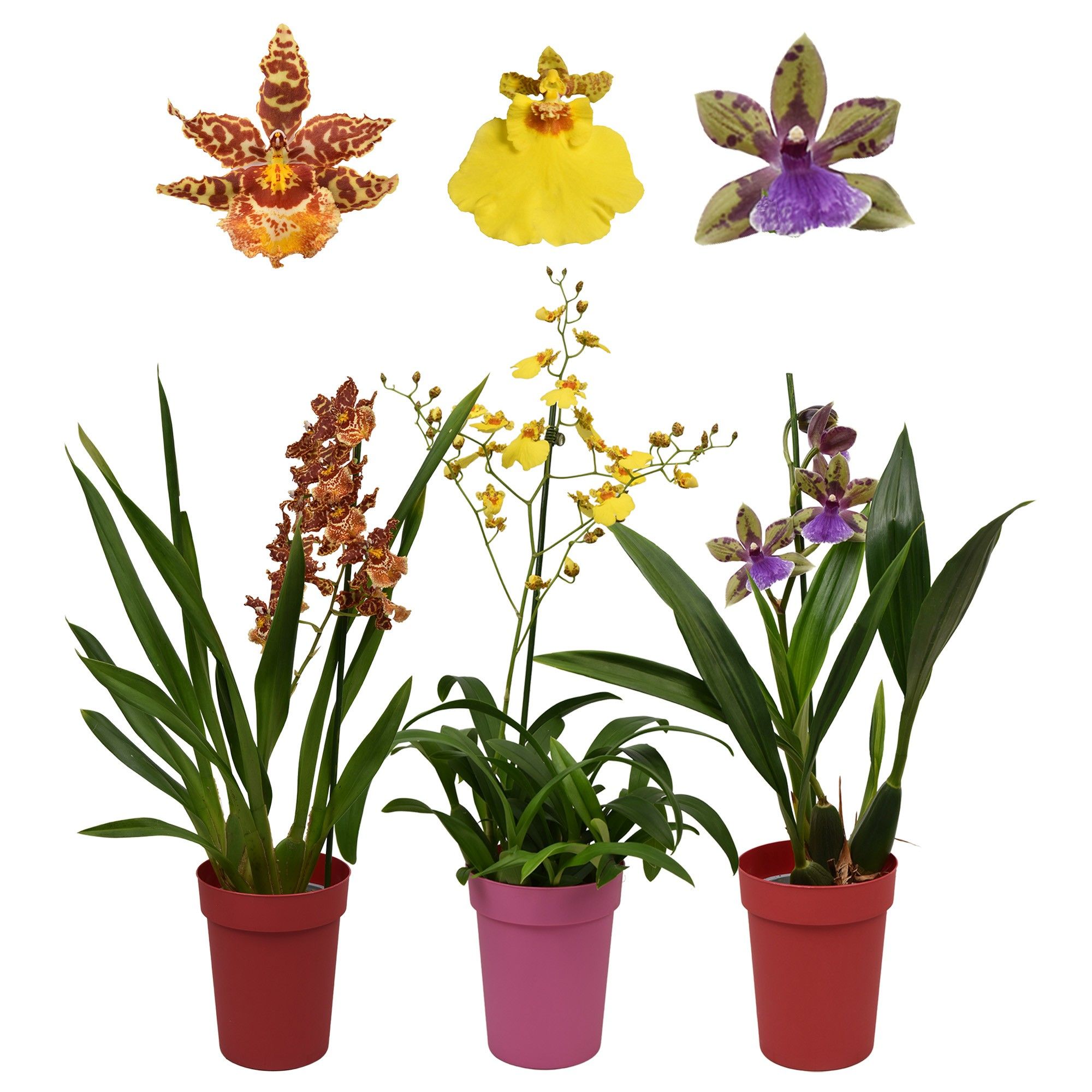 Orchideeën mix 1 tak met rode en roze kunstof pot, D 12