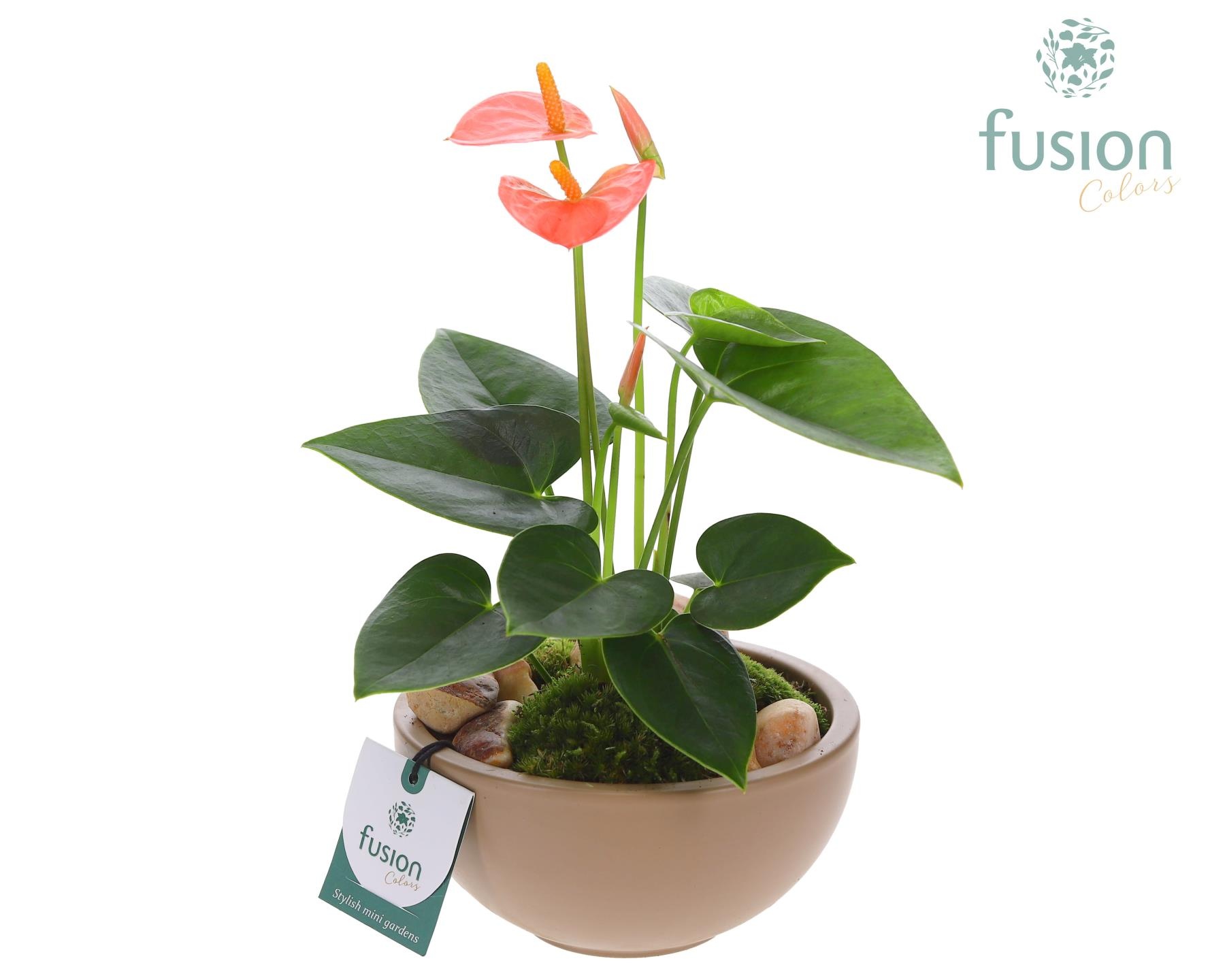 Schaal keramiek Moon Small beige met Anthurium, D 15