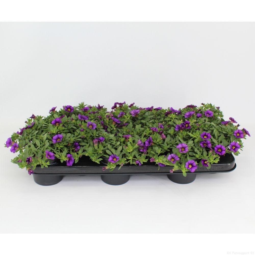 Calibrachoa Noa Blue Legend, D 10,5