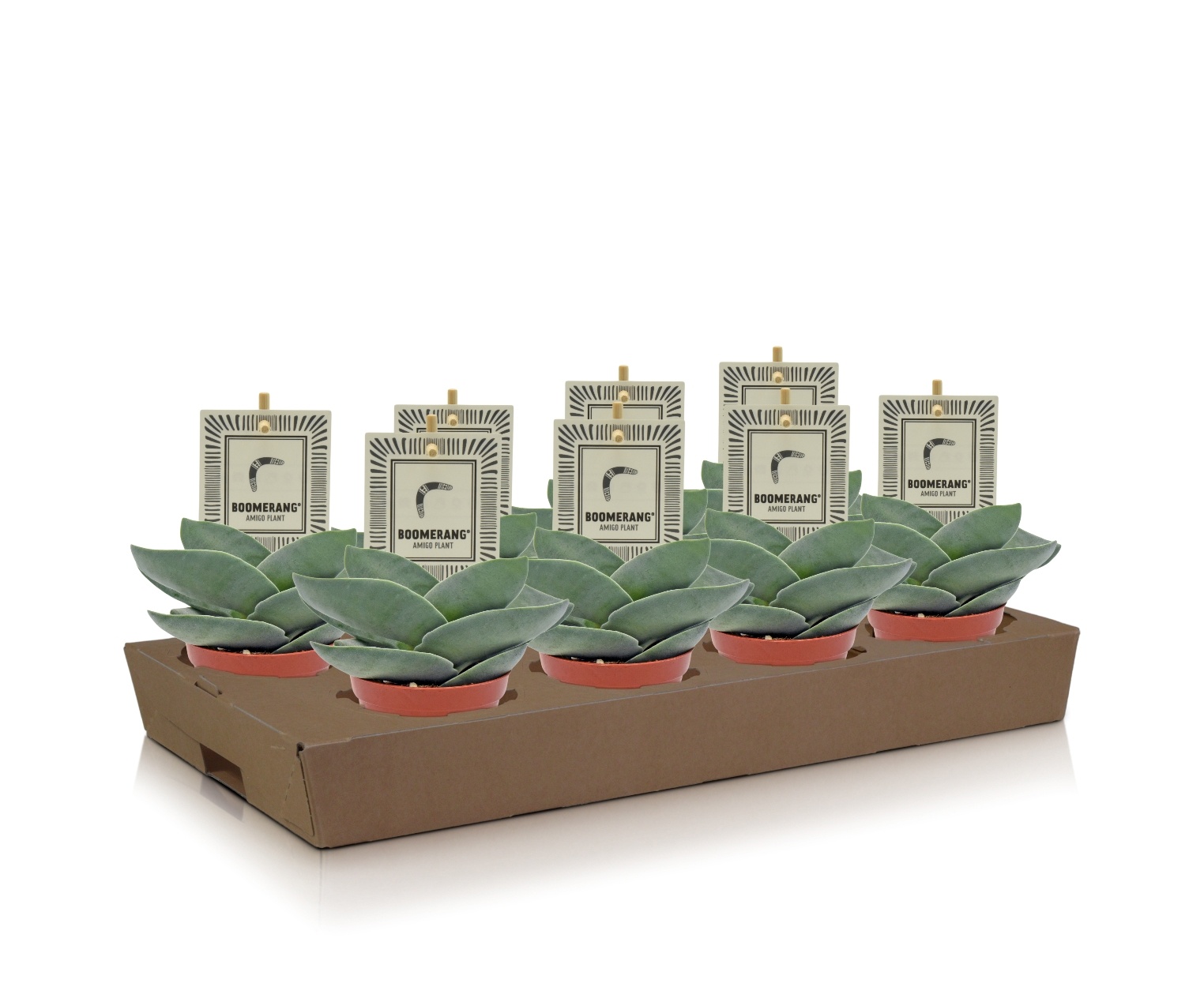 Crassula Boomerang®, D 8,5