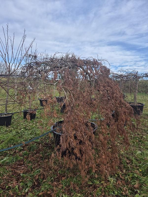 Acer pal. diss. 'Green Lace', D 92