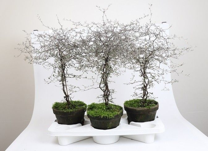 COROKIA COTONEASTER, D 18