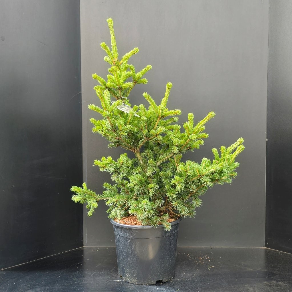 Picea pungens Lucky Strike, D 32