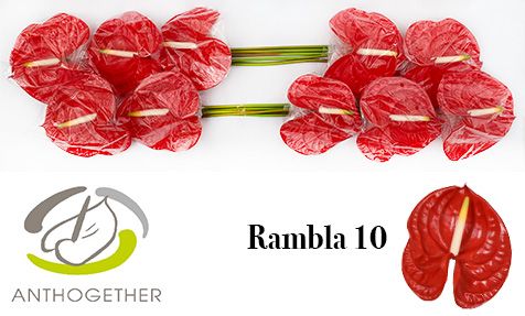 Антуриум Рамбла x10, шт. Антуриум Рамбла x10, шт.