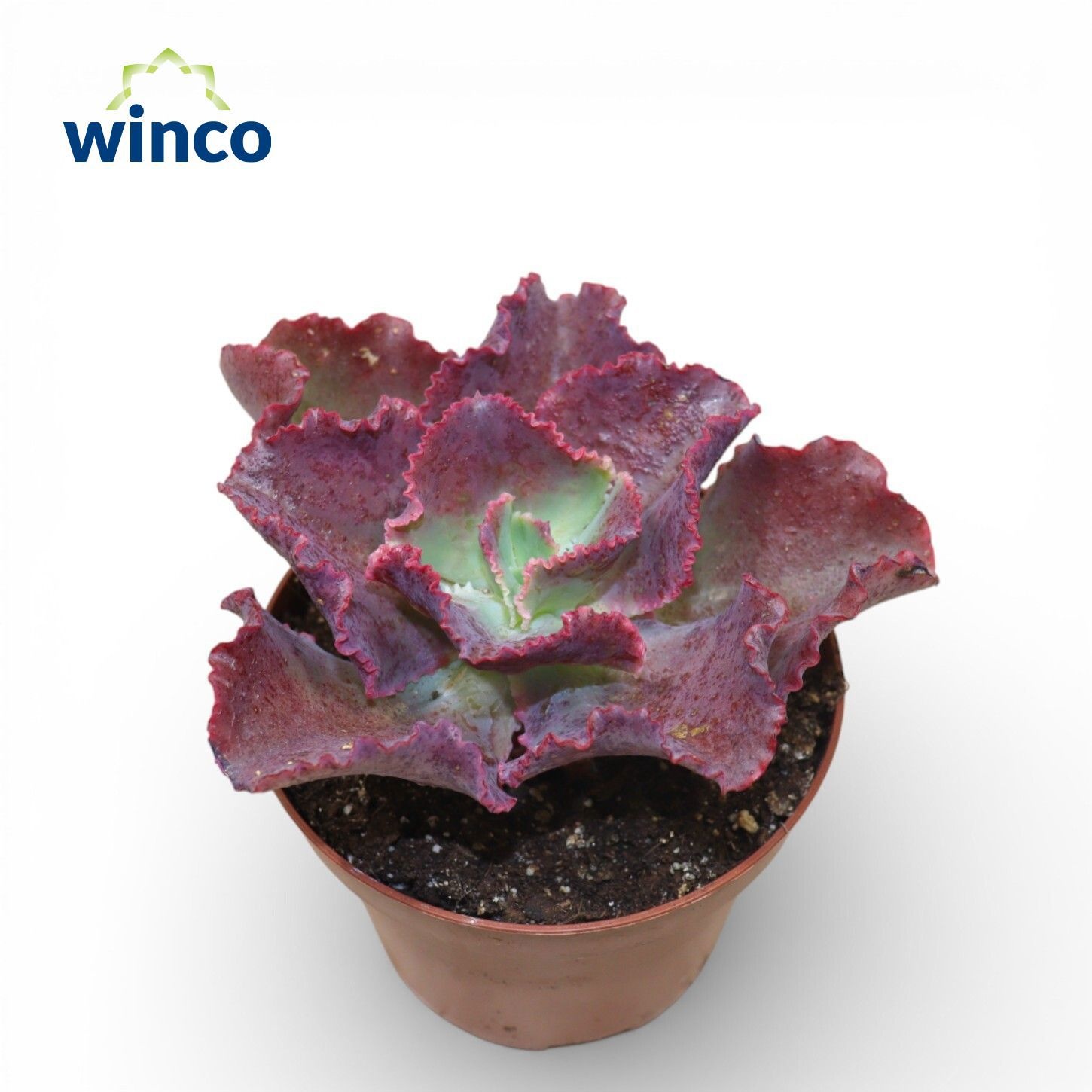 Echeveria Dick's Pink, D 13