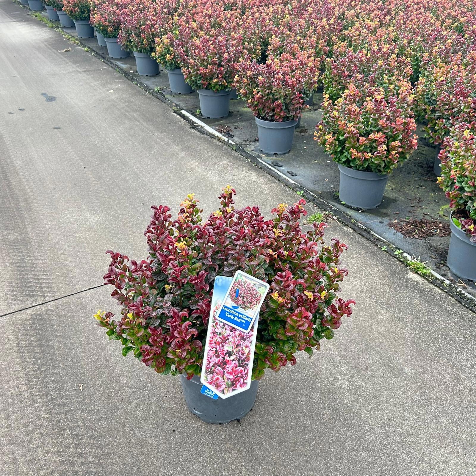 Leucothoe axillaris ‘Curly Red’ PBR, D 23 cm