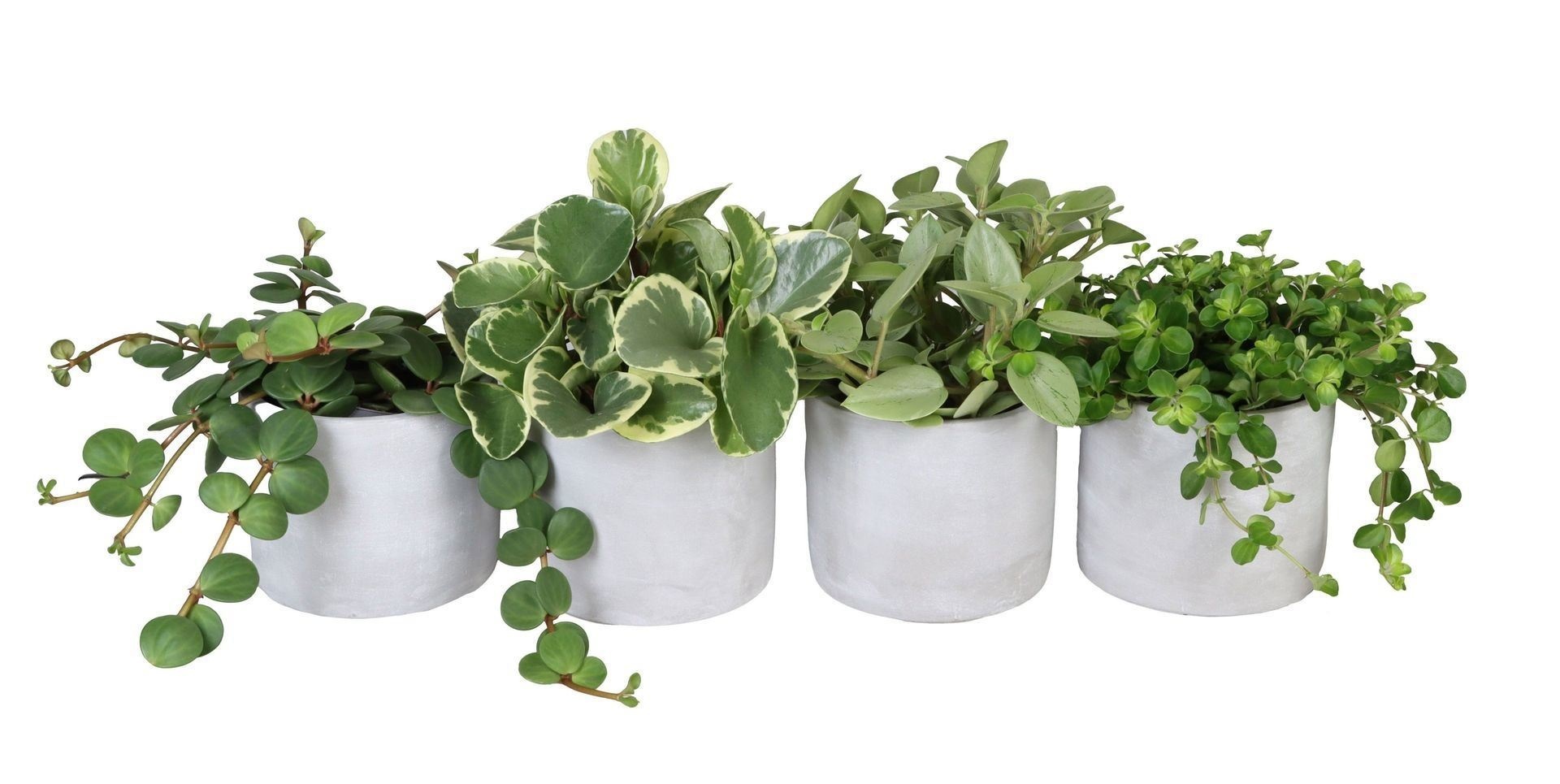 L 67313 with Peperomia Mix 12 cm, D 12
