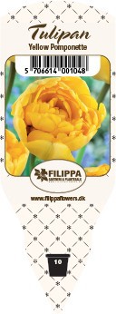 TULIPA FERGANICA 'Yellow Pomponet', D 10