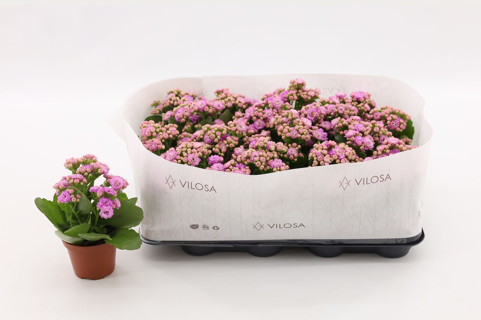 Kalanchoe Double Pink, in kraag, D 8