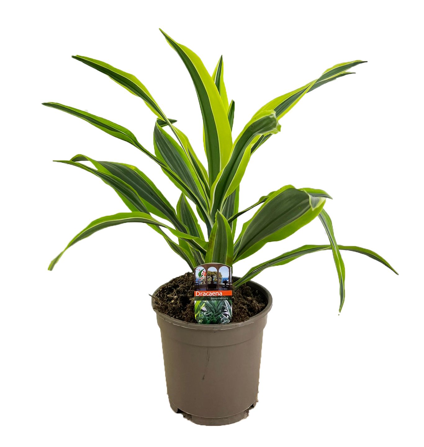 Dracaena deremensis lemon lime kopstek, D 17