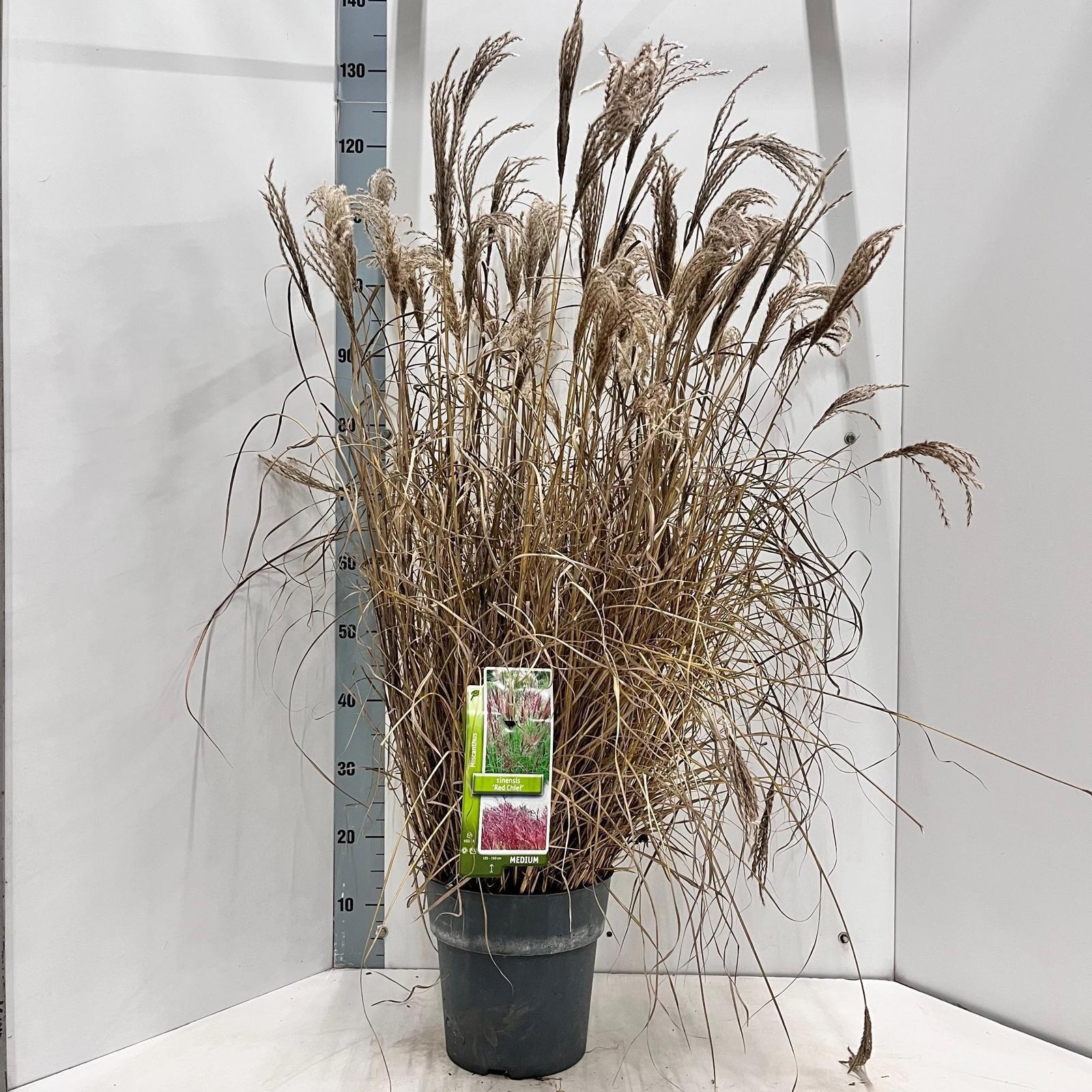 Miscanthus sin. 'Red Chief', D 23