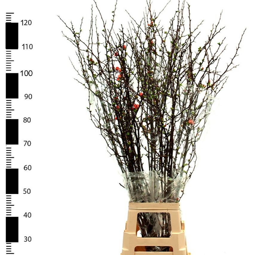 Хаеномелис Суперба 120, шт.