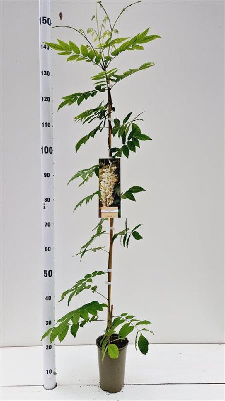 Wisteria sinensis 'Alba', D 14 cm Wisteria sinensis 'Alba', D 14 cm
