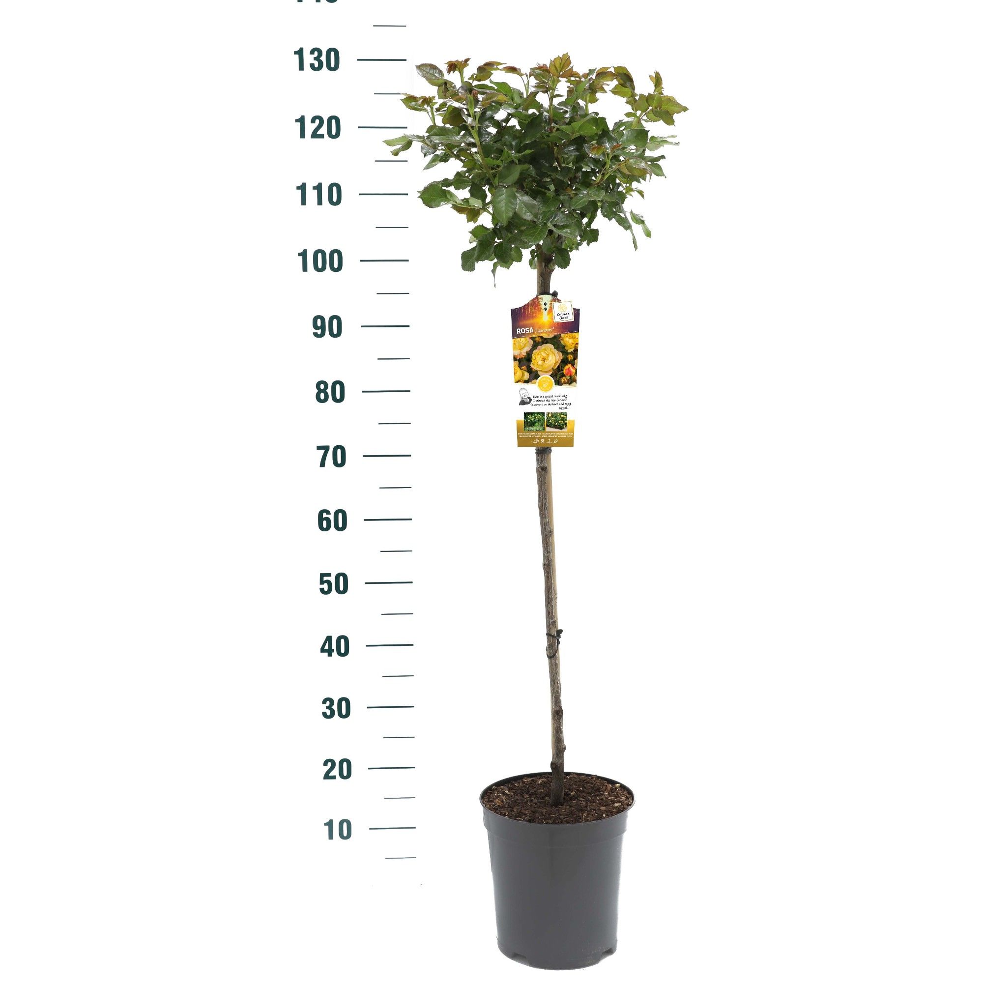 Rosa 'Lampion' - 90 Stam - Exclusive Collection, D 24 cm Rosa 'Lampion' - 90 Stam - Exclusive Collection, D 24 cm