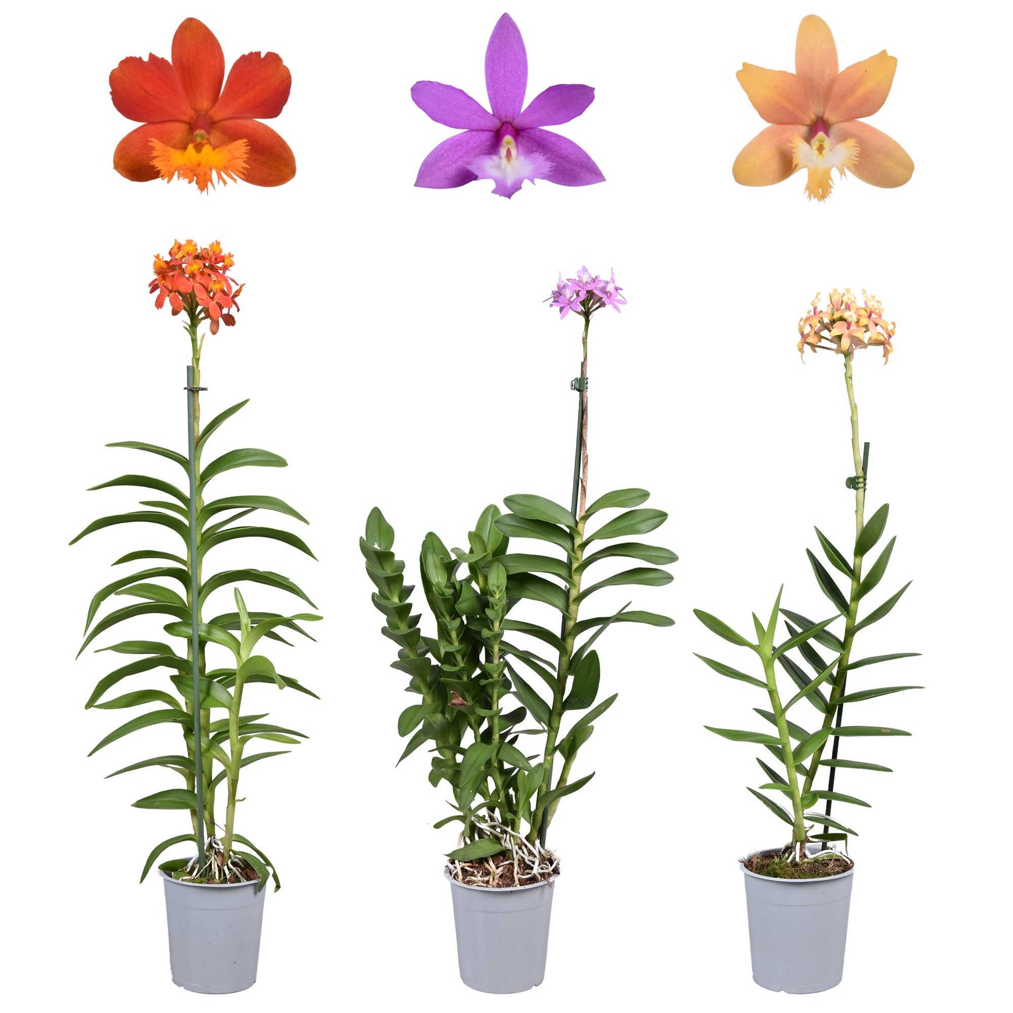 Epidendrum mix 1 tak 12 cm, D 12