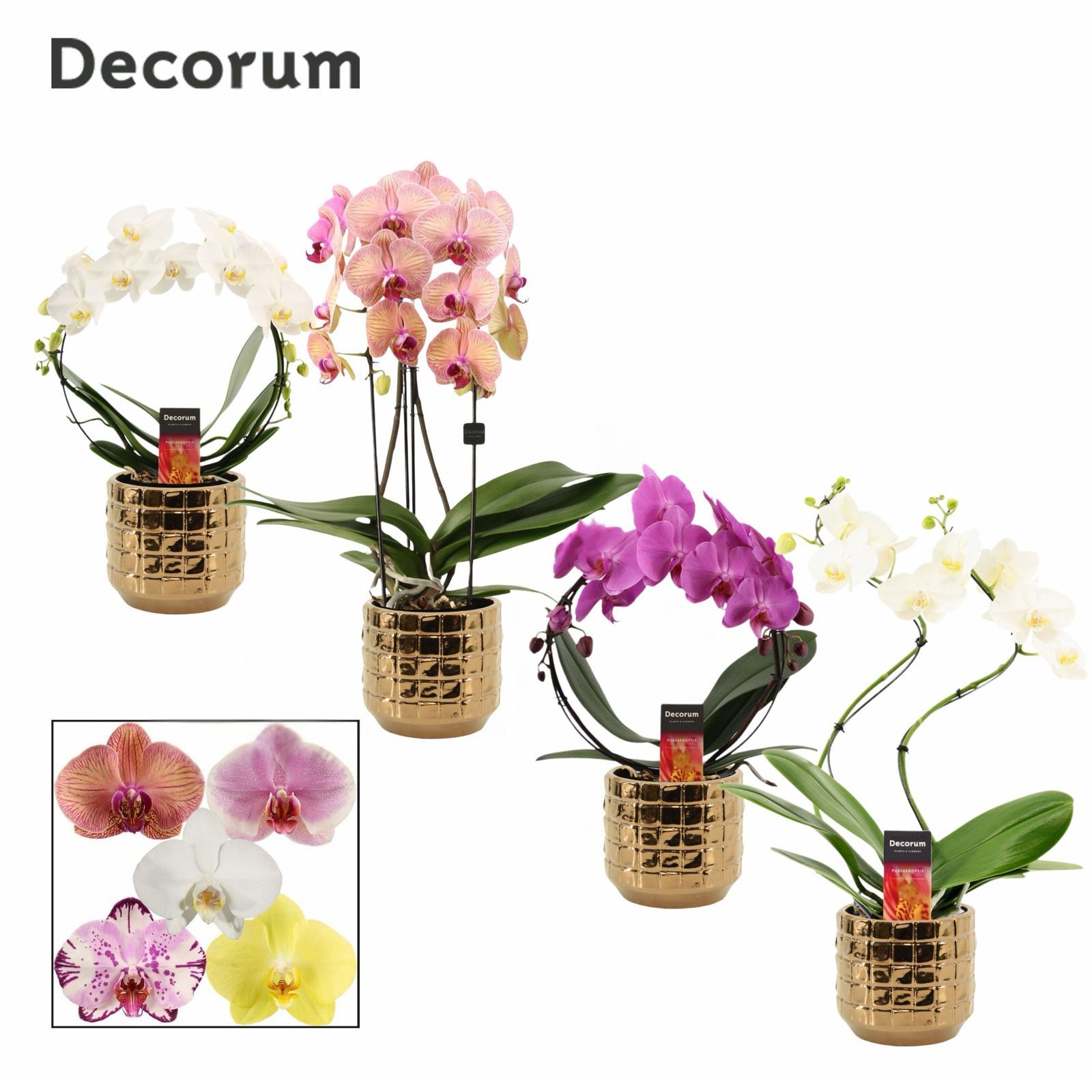 Phalaenopsis vormen mix 2 tak in Janneke (Top blend-Collection), D 12 cm