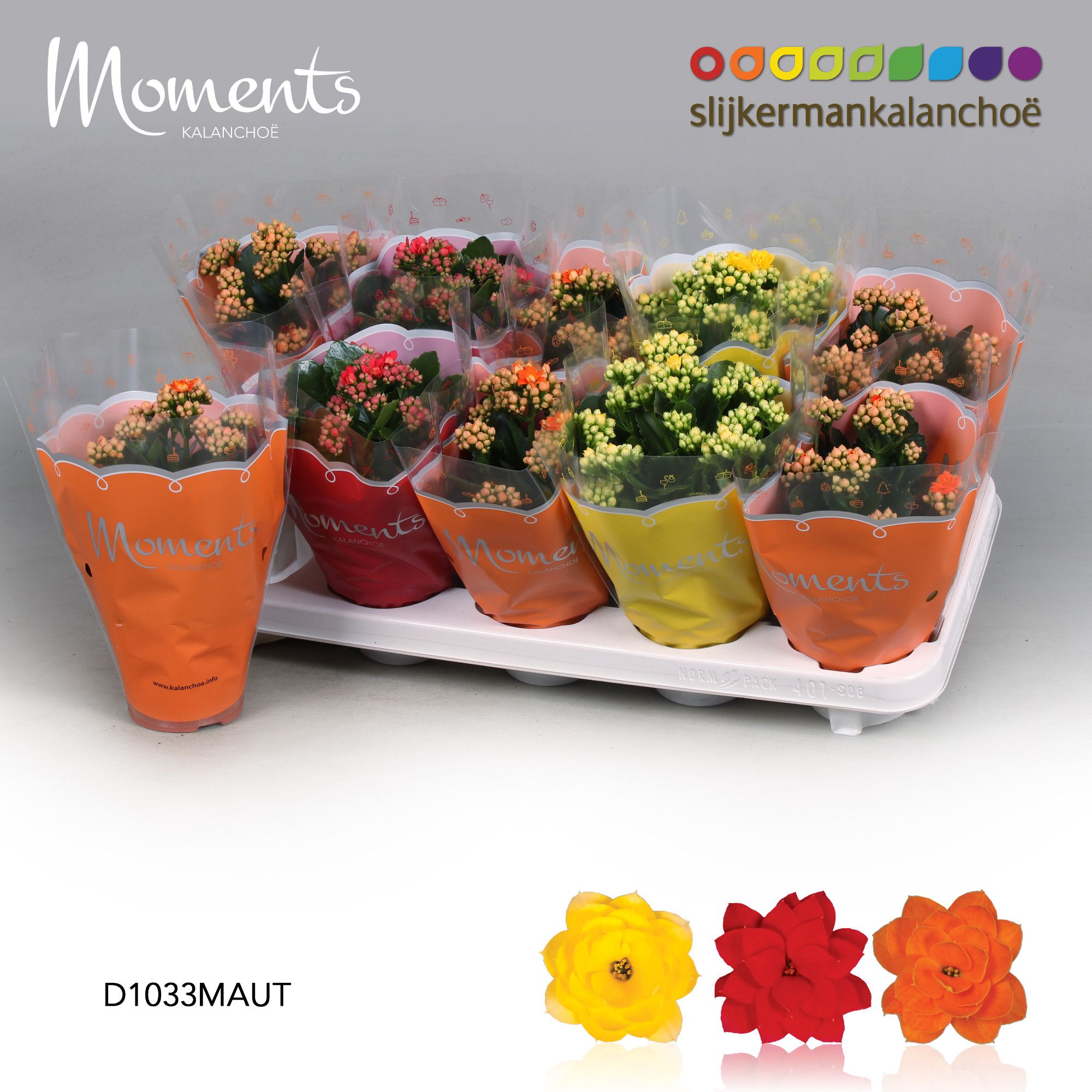 Kalanchoe Moments - Autumn Moments, D 10,5 cm Kalanchoe Moments - Autumn Moments, D 10,5 cm