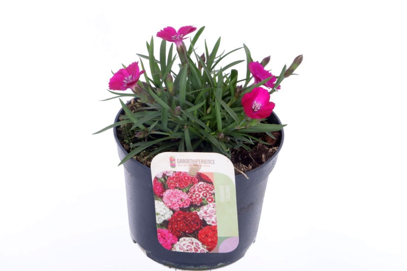 Dianthus barb. Barbarini Purple, D 13