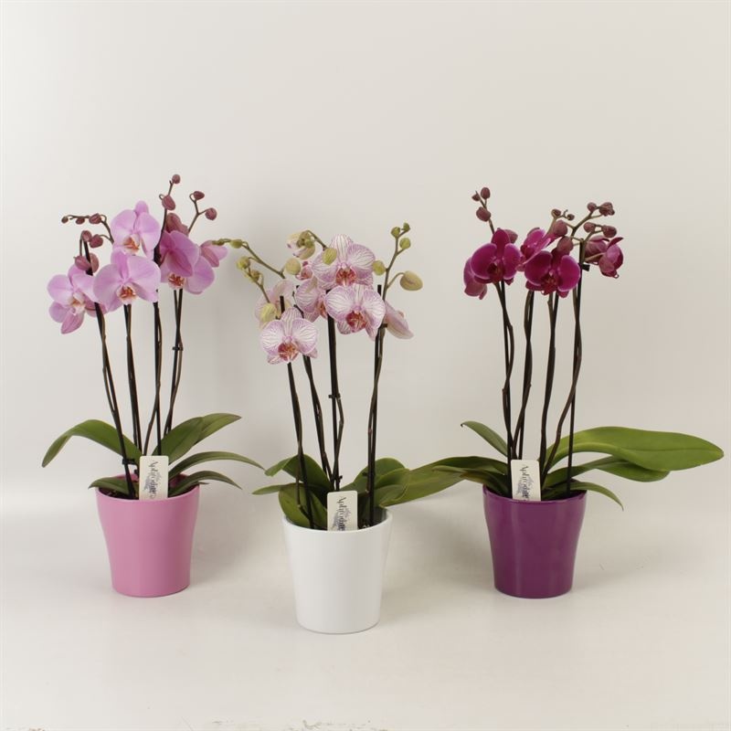 Phalaenopsis gemengd 4 tak mix shorty in ton sur ton keramiek, D 12 cm
