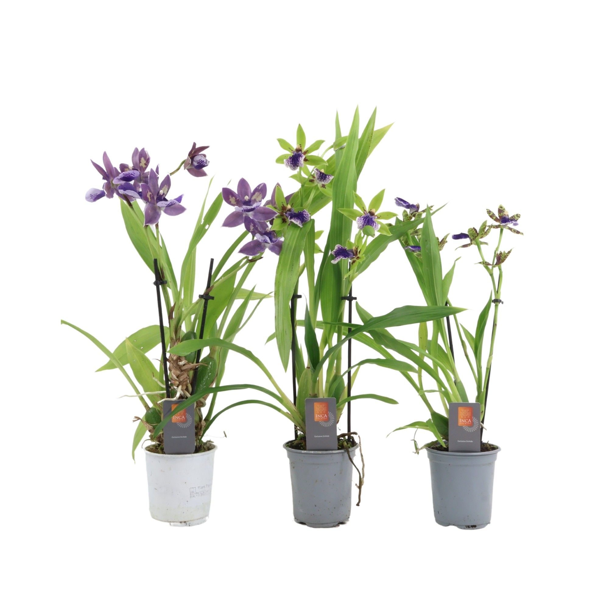 Inca Zygopetalum 2 spike 9cm, D 9