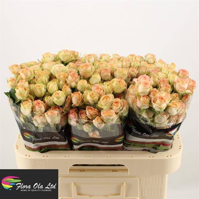 Роза куст. Азоре 60, шт.