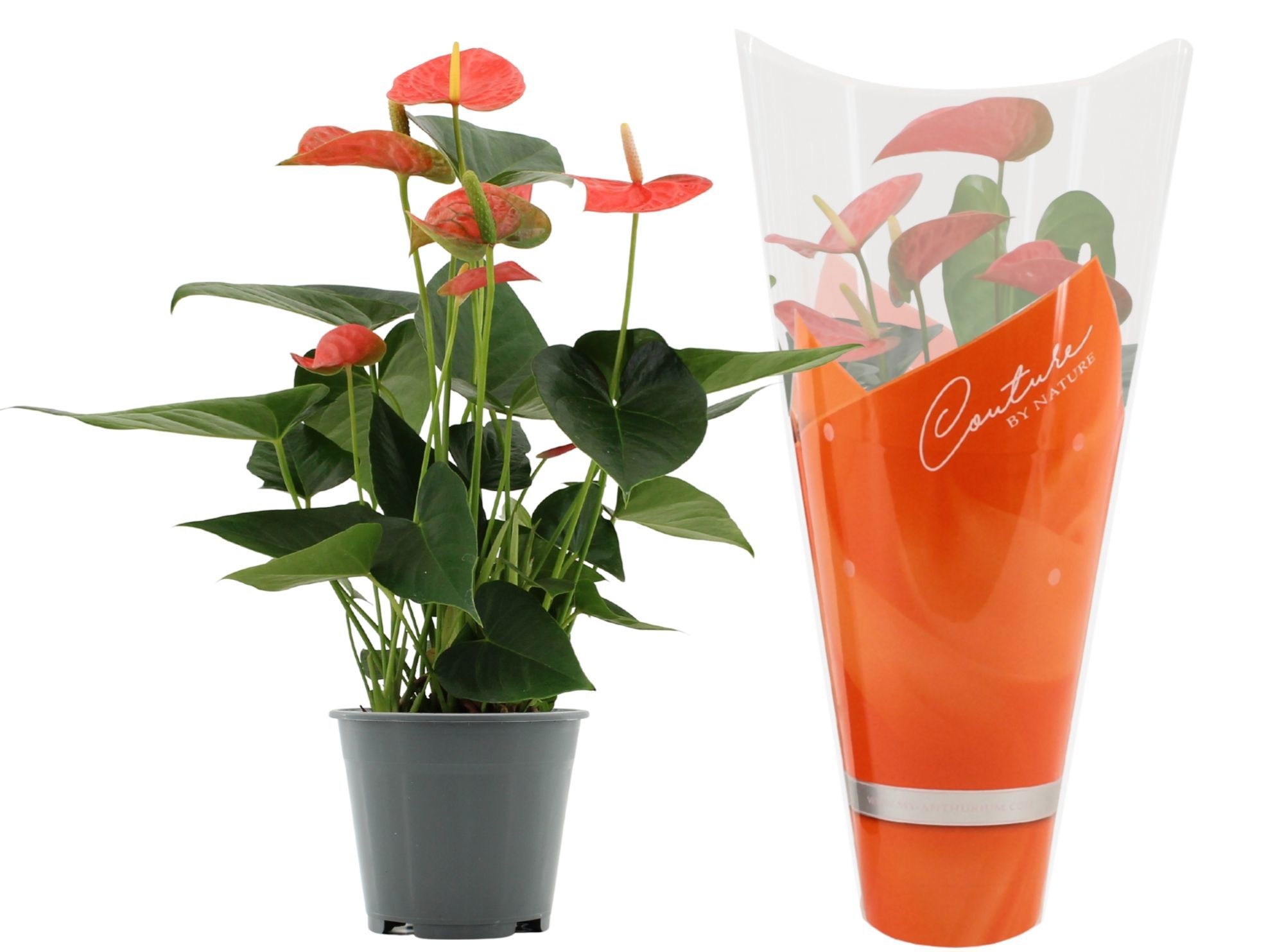 Anthurium 14 cm Prince of Orange in Couture sleeve, D 14