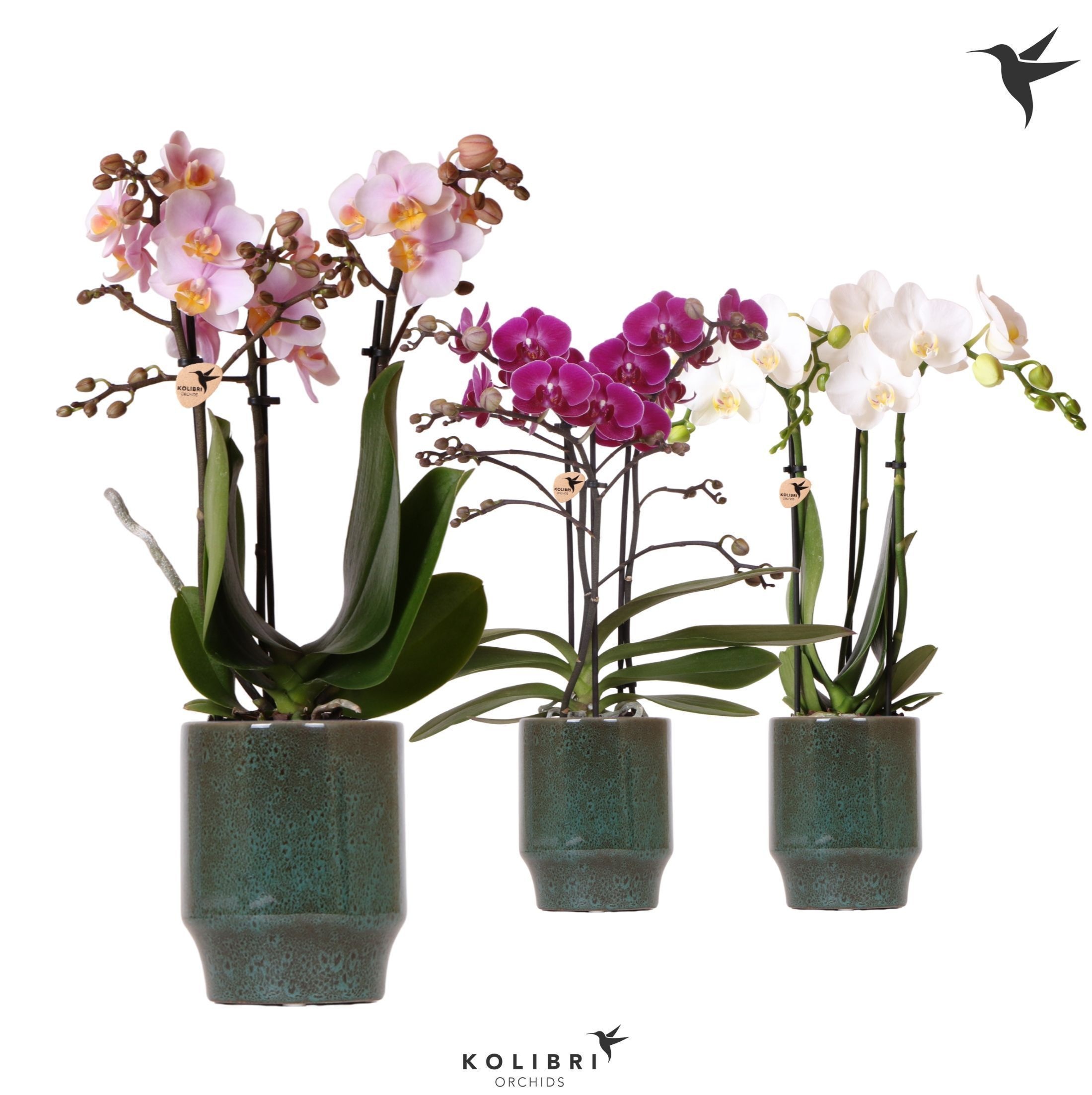 Kolibri Orchids Phalaenopsis mix 3 spike in Classy pot green, D 9