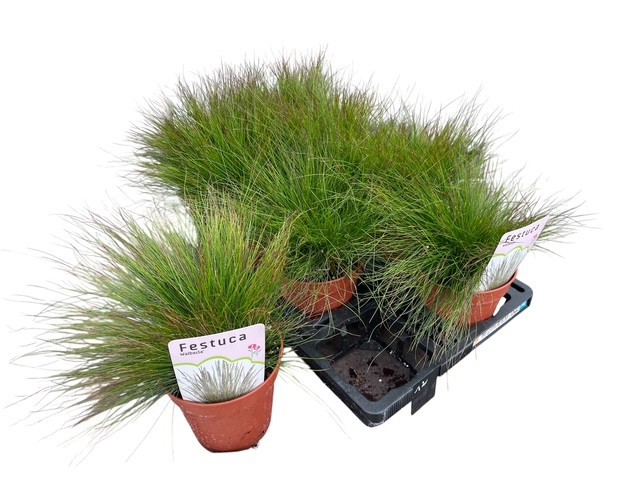 Festuca 'Walberla', D 13