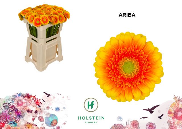 Гермини Ариба, шт.